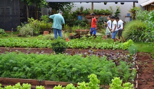 Organic gardening at Casa da Criança